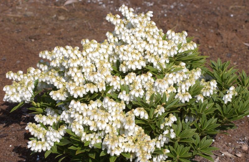 Schattenglöckchen 'Prelude' - Pieris japonica 'Prelude'