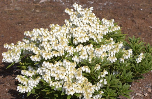 Schattenglöckchen 'Prelude' - Pieris japonica 'Prelude'