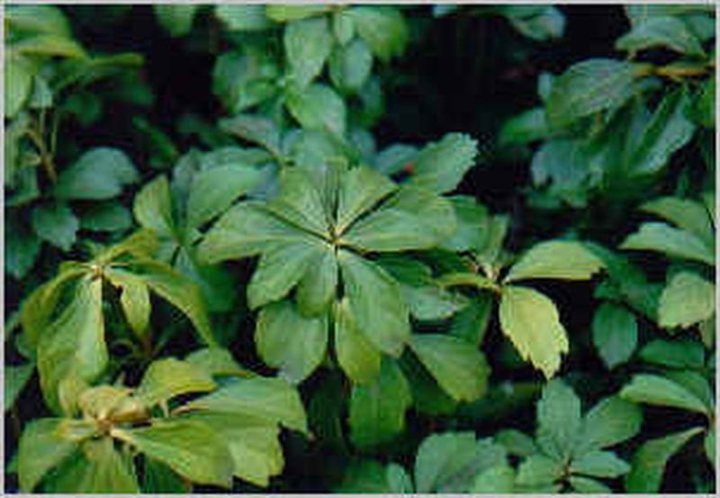 Schattengrün, Dickmännchen - Pachysandra terminalis