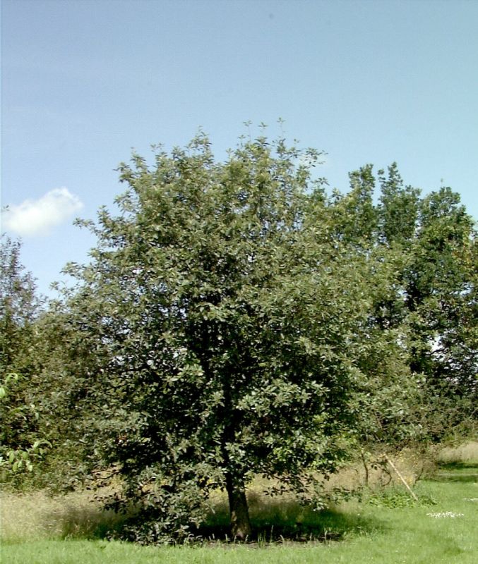 Schmalkronige Mehlbeere - Sorbus intermedia 'Brouwers'