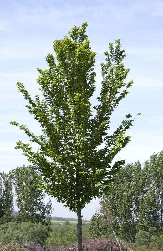 Schmalkronige Stadtulme - Ulmus hollandica 'Lobel'