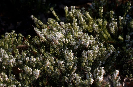 Erica carnea 'Isabell' mit zahlreichen kleinen weißen Blüten und dunkelgrünen, nadelartigen Blättern im Sonnenlicht.