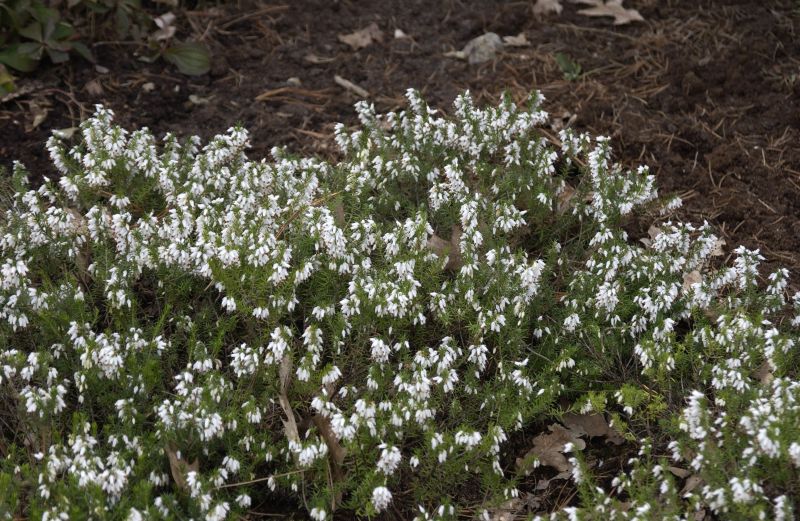 Schneeheide 'Schneekuppe' - Erica carnea 'Schneekuppe'