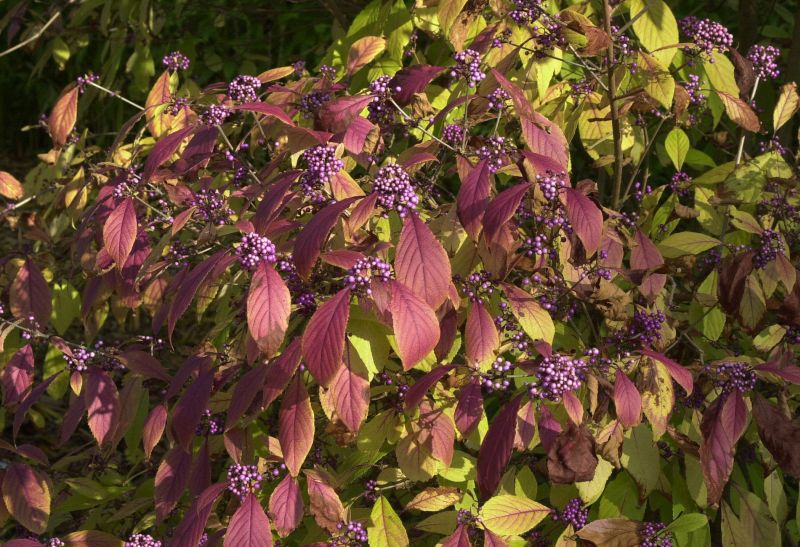 Schönfrucht - Callicarpa bodinieri giraldii