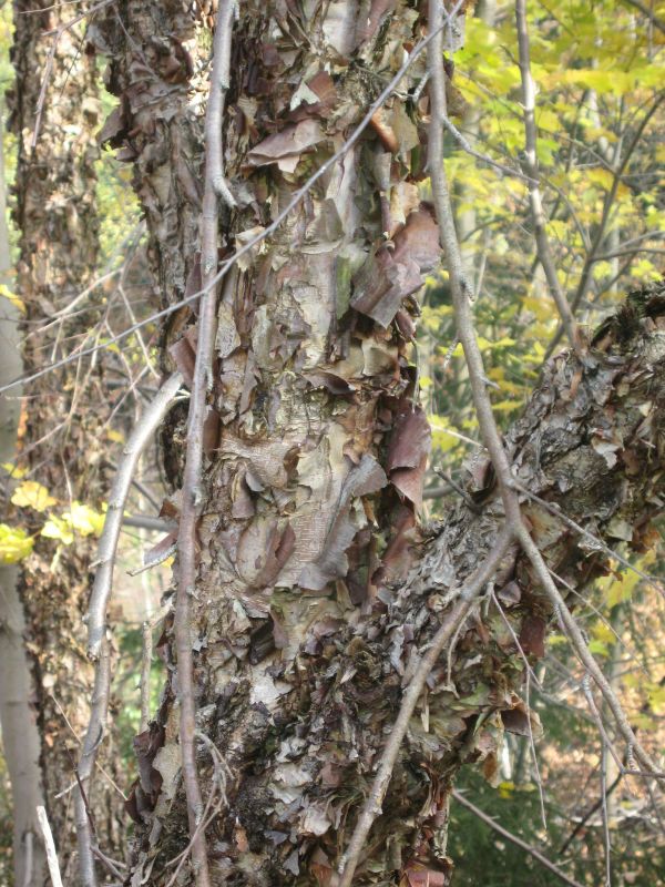 Schwarzbirke,Flussbirke - Betula nigra