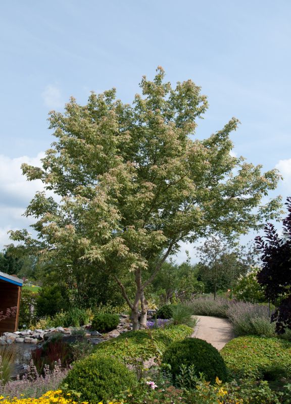 Silberbunter Eschenahorn - Acer negundo 'Variegatum'