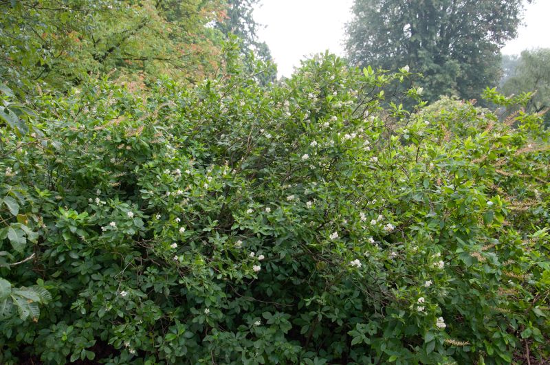 Silberkerzenstrauch alnifolia - Clethra alnifolia