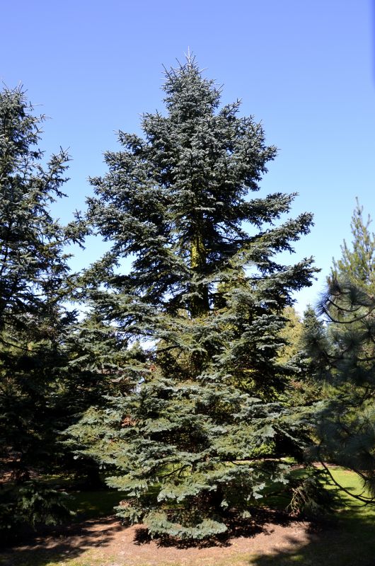 Silbertanne 'Glauca' hoch gewachsen - Abies procera 'Glauca' hoch gewachsen
