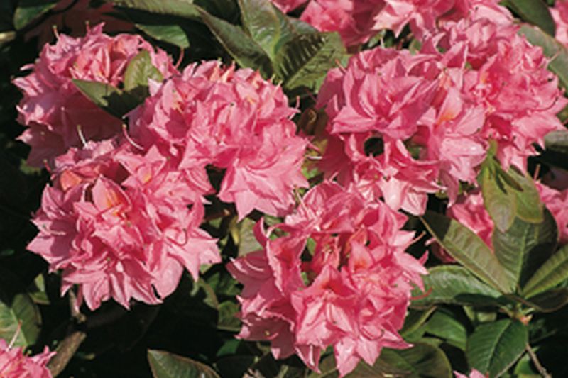 Sommergrüne Azalee 'Kilian' - Rhododendron luteum 'Kilian'