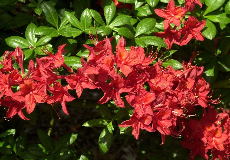 Sommergrüne Azalee 'Satan' - Rhododendron lut.'Satan'
