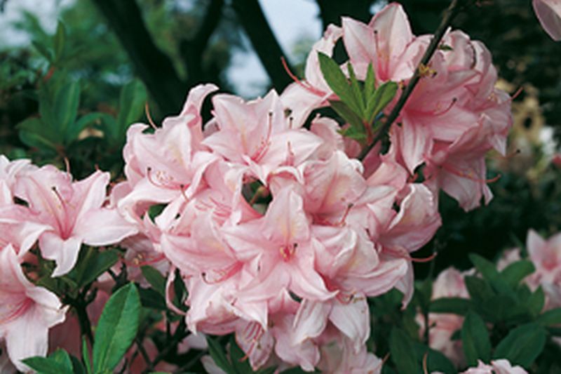 Sommergrüne Azalee 'Soir de Paris' - Rhododendron luteum 'Soir de Paris'
