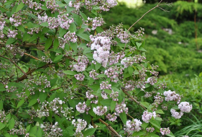Sternchenstrauch 'Pink Pom-Pom' - Deutzia hybrida 'Pink Pom-Pom'