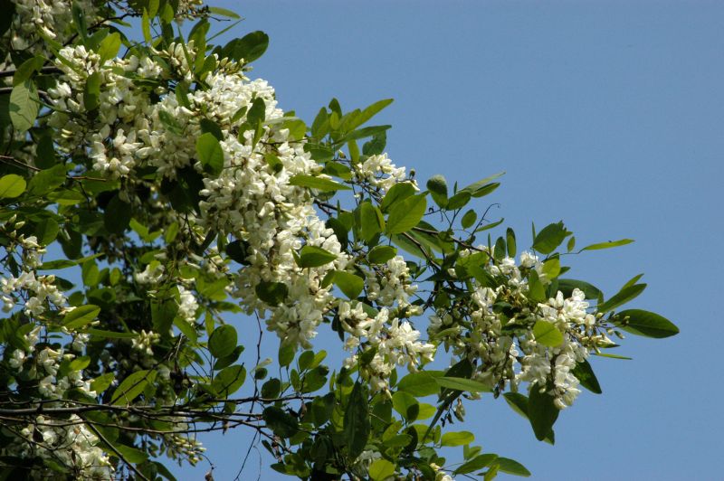 Straßenakazie 'Unifoliola' - Robinia pseudoac.'Unifoliola'