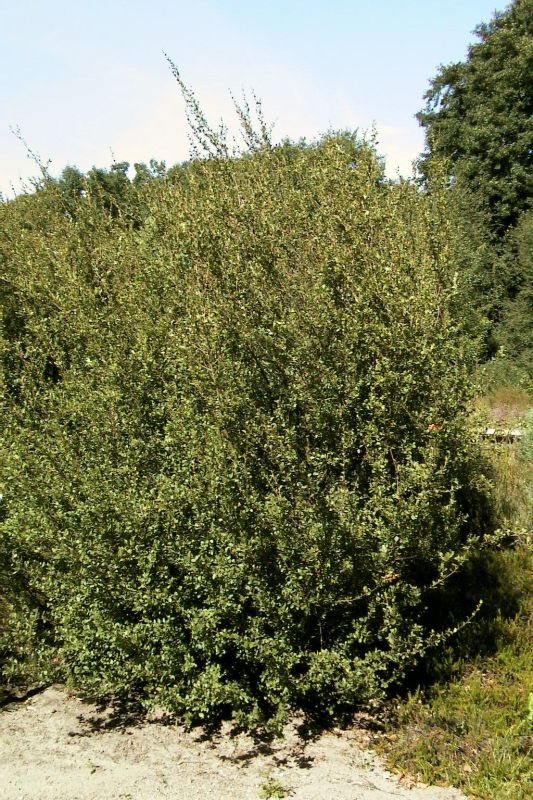 Strauchbirke - Betula humilis