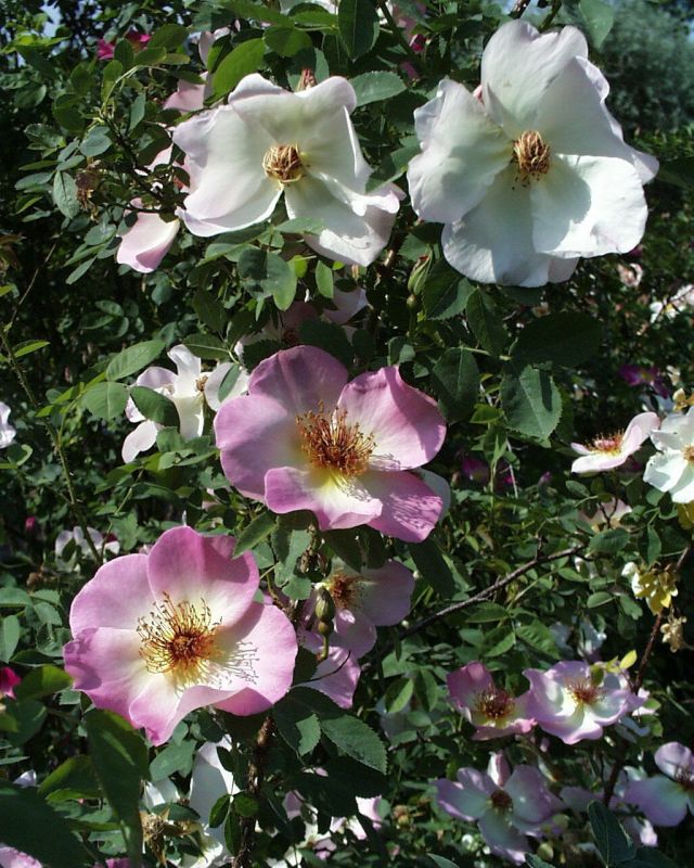 Strauchrose 'Frühlingsmorgen' - Rosa 'Frühlingsmorgen' STR