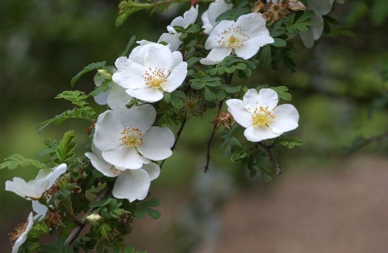 Strauchrose omeiensis pteracantha - Rosa omeiensis pteracantha STR