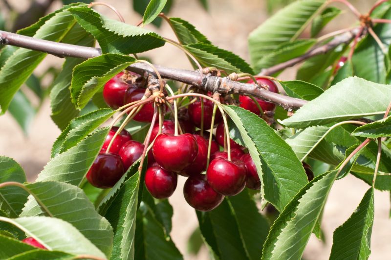 Süßkirsche 'Kordia' ® 6.KW - Prunus avium 'Kordia' ® CAC