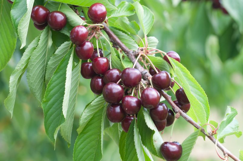 Süßkirsche 'Sylvia' - Prunus avium 'Sylvia' CAC
