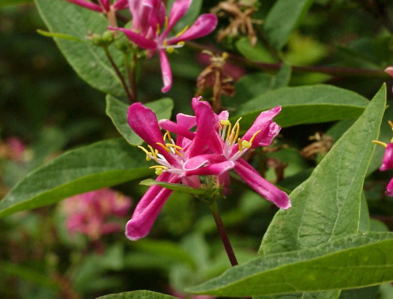 Tatar.Heckenkirsche 'Hack's Red' - Lonicera tatarica 'Hack's Red'