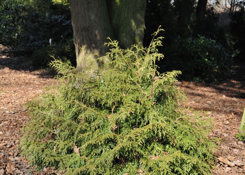 Zwerg-Lebensbaum 'Recurva Nana' - Thuja occidentalis 'Recurva Nana'