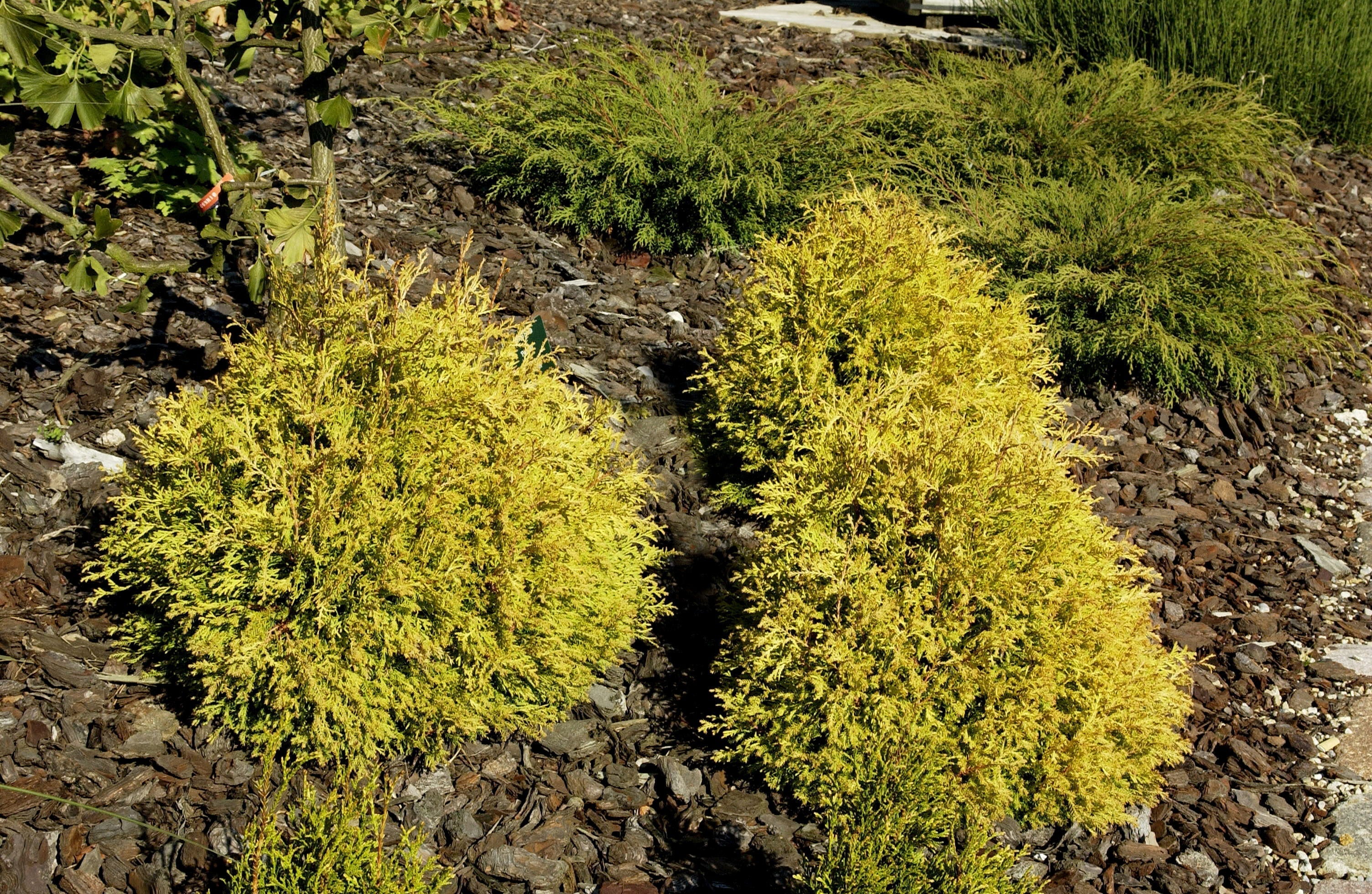 Lebensbaum 'Rheingold' - Thuja occidentalis 'Rheingold'