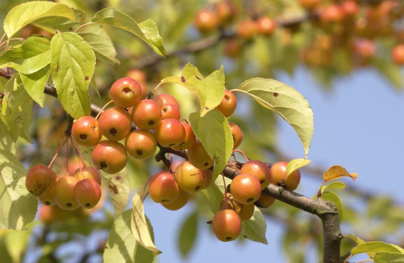Toringo-Apfel - Malus toringo CAC