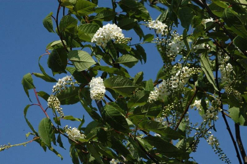 Traubenkirsche 'Watereri' - Prunus padus 'Watereri' CAC