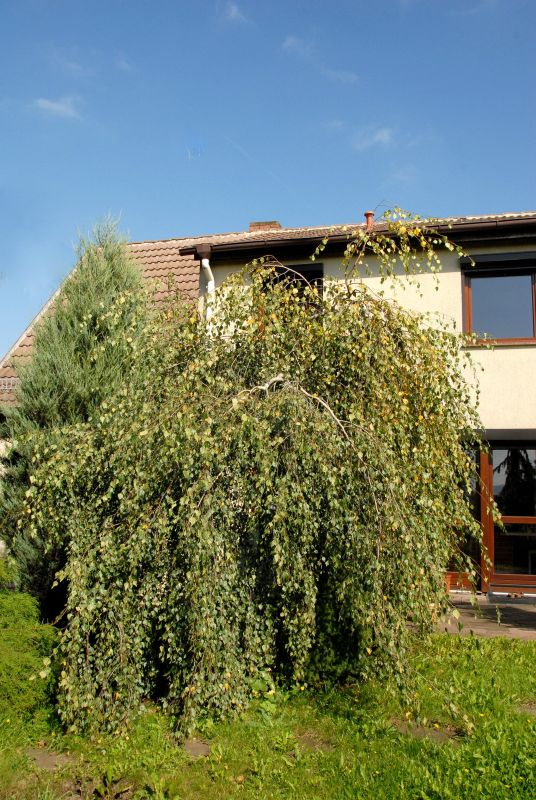 Trauerbirke - Betula pendula 'Youngii'