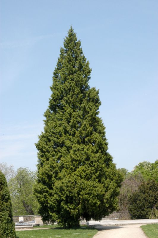Virginischer Wacholder - Juniperus virginiana