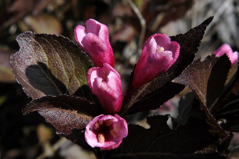 Weigelie 'Ruby Queen' - Weigela florida 'Ruby Queen' ® -S-