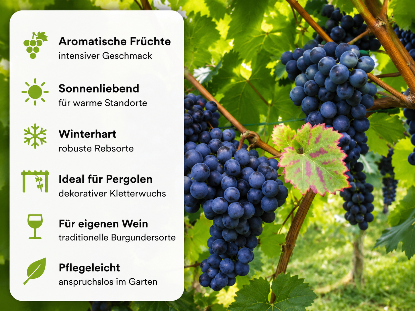 Weintraube 'Blauer Burgunder' -S- - Vitis 'Blauer Burgunder' -S-