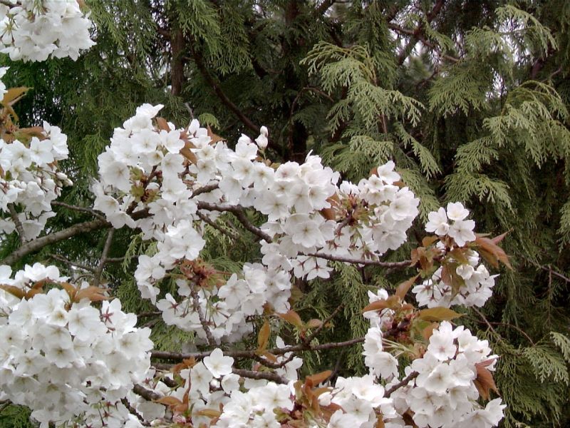 Weiße Zierkirsche - Prunus serrulata 'Taihaku' CAC