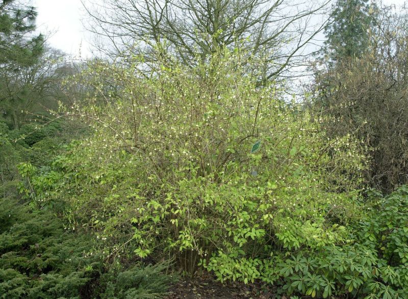 Winter-Heckenkirsche - Lonicera purpusii