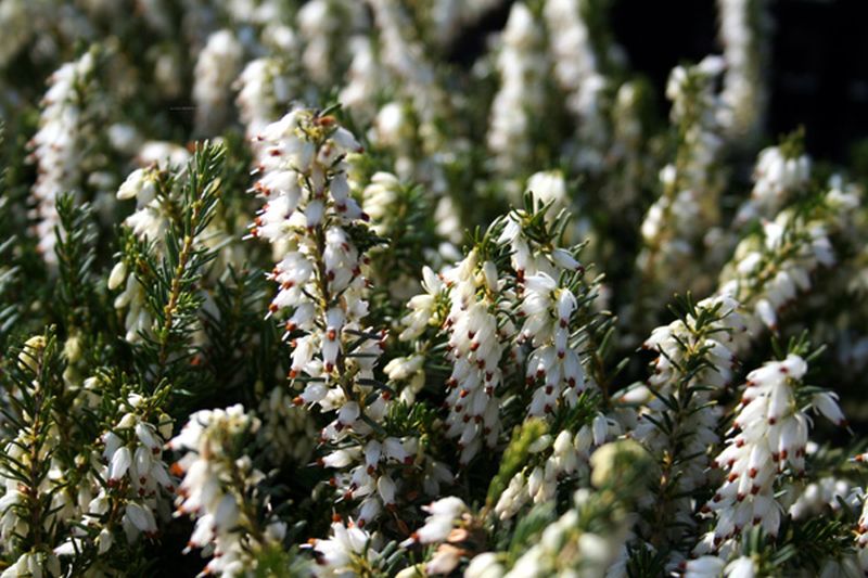 Winterblühende Heide 'White Perfection' - Erica x darleyensis 'White Perfection'