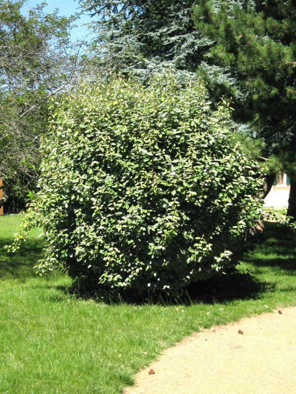 Wintergrüne Ölweide - Elaeagnus ebbingei