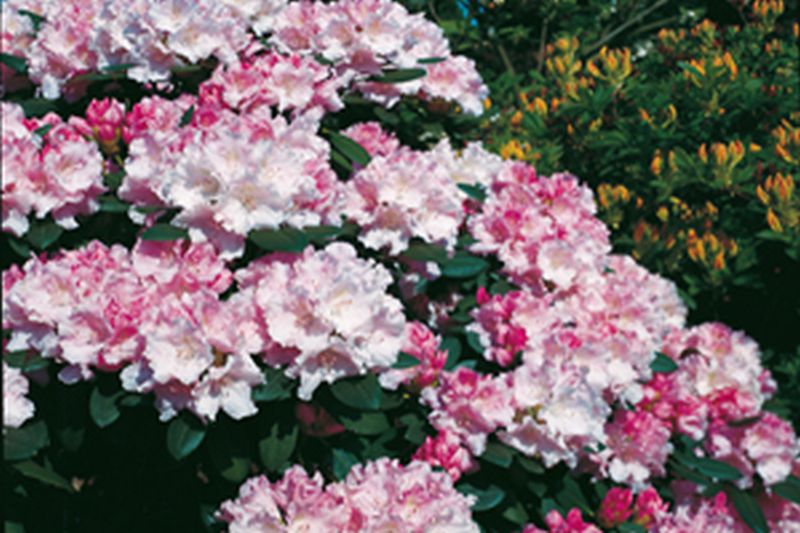 Yaku-Rhododendron 'Silberwolke' - Rhododendron yakushimanum 'Silberwolke'
