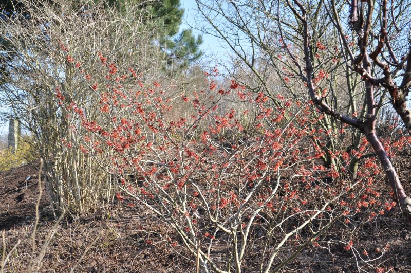 Zaubernuss 'Diane' - Hamamelis intermedia 'Diane'