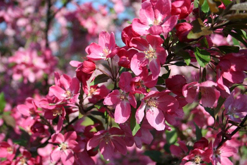 Zierapfel 'Eleyi' - Malus 'Eleyi' CAC
