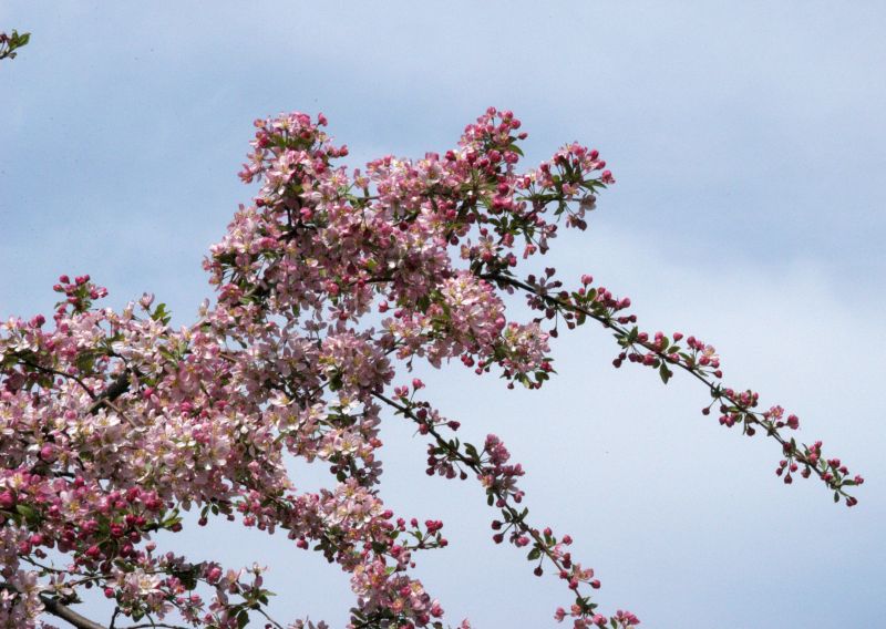 Zierapfel 'Hillieri' - Malus 'Hillieri' CAC