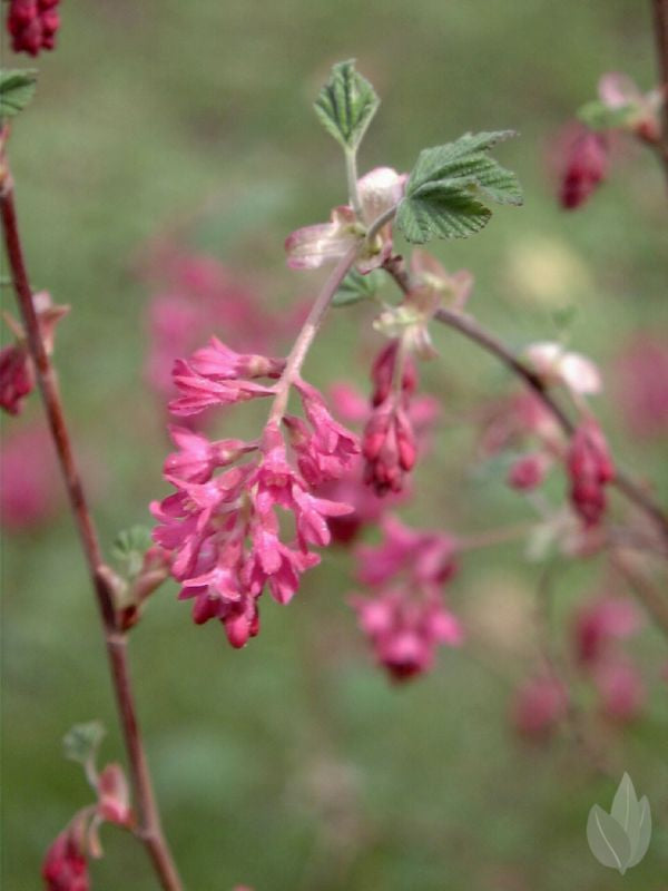 Zierjohannisbeere 'Koja' - Ribes sanguineum 'Koja'