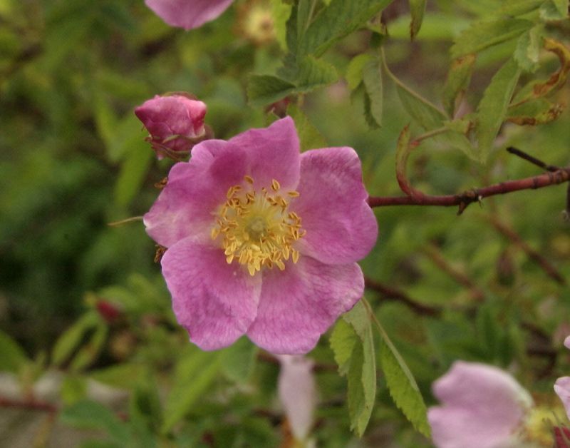 Zimtrose - Rosa majalis