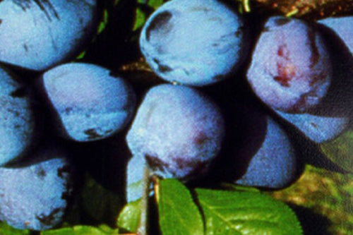 Zwetsche 'Jojo' -S- - Prunus domestica 'Jojo' -S- zert.vf