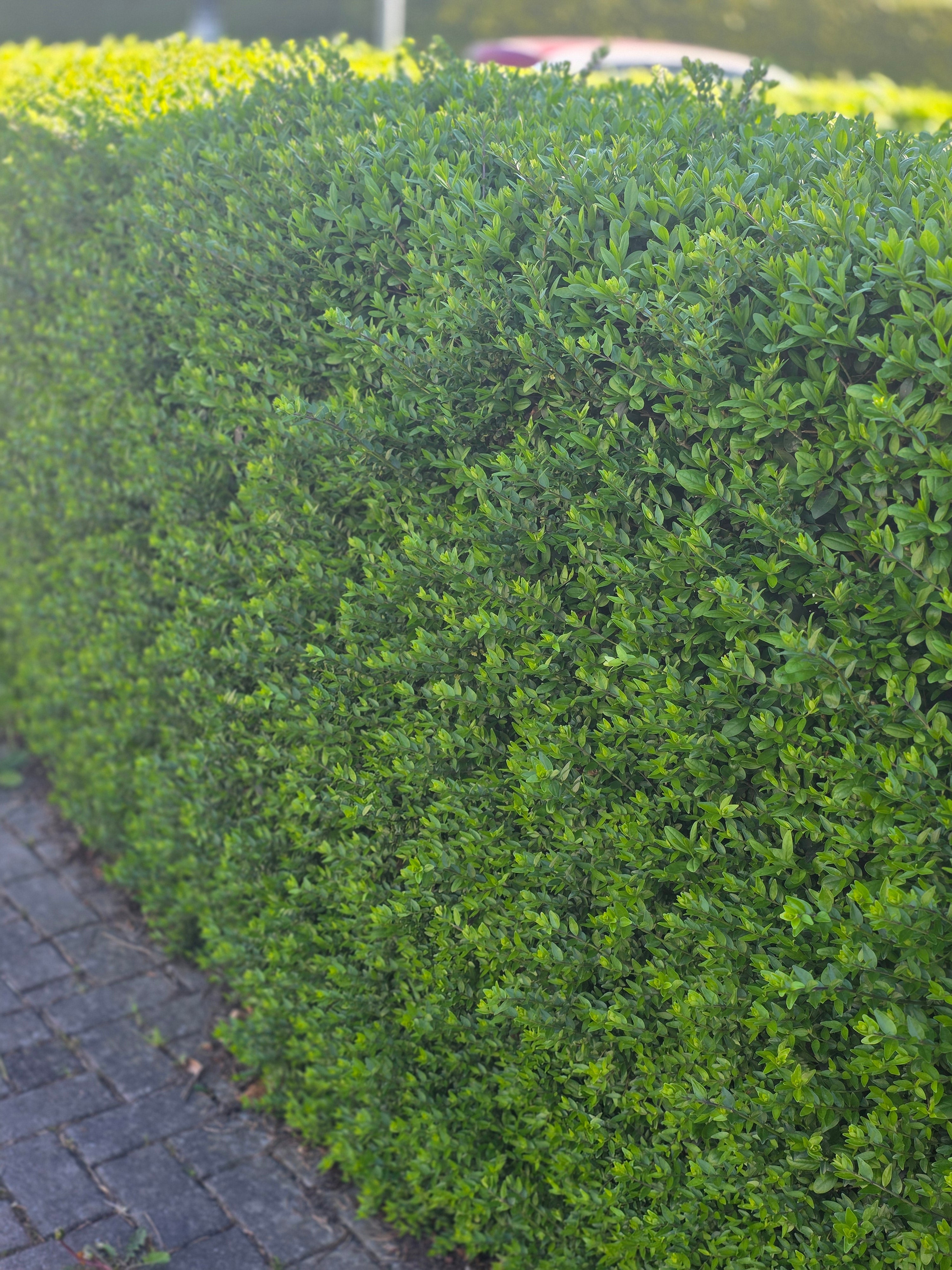 Wintergrüner Liguster 'Atrovirens' - Ligustrum vulgare 'Atrovirens'
