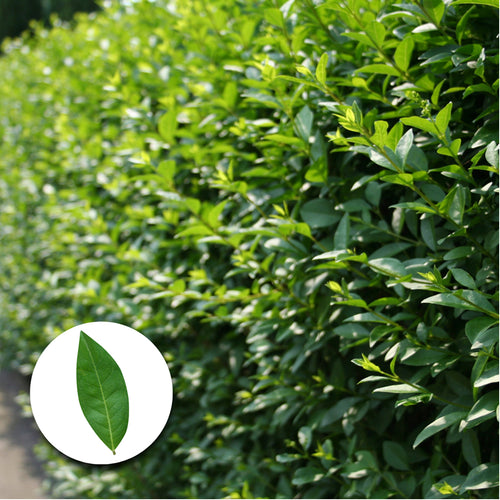 Wintergrüner Liguster 'Atrovirens' - Ligustrum vulgare 'Atrovirens'