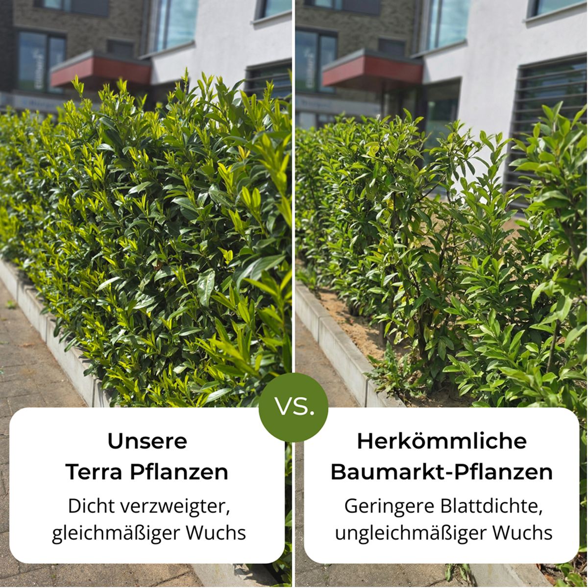 Wintergrüner Liguster 'Atrovirens' - Ligustrum vulgare 'Atrovirens'