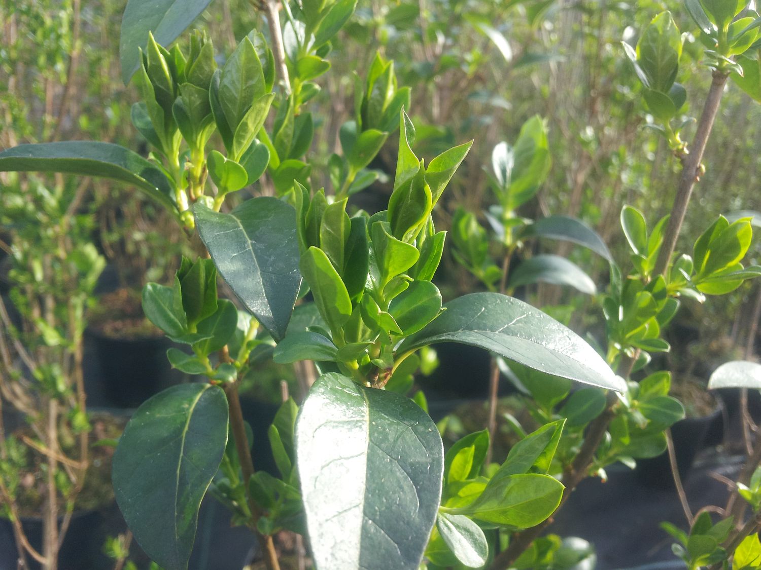 Ovalblättriger Liguster - Ligustrum ovalifolium
