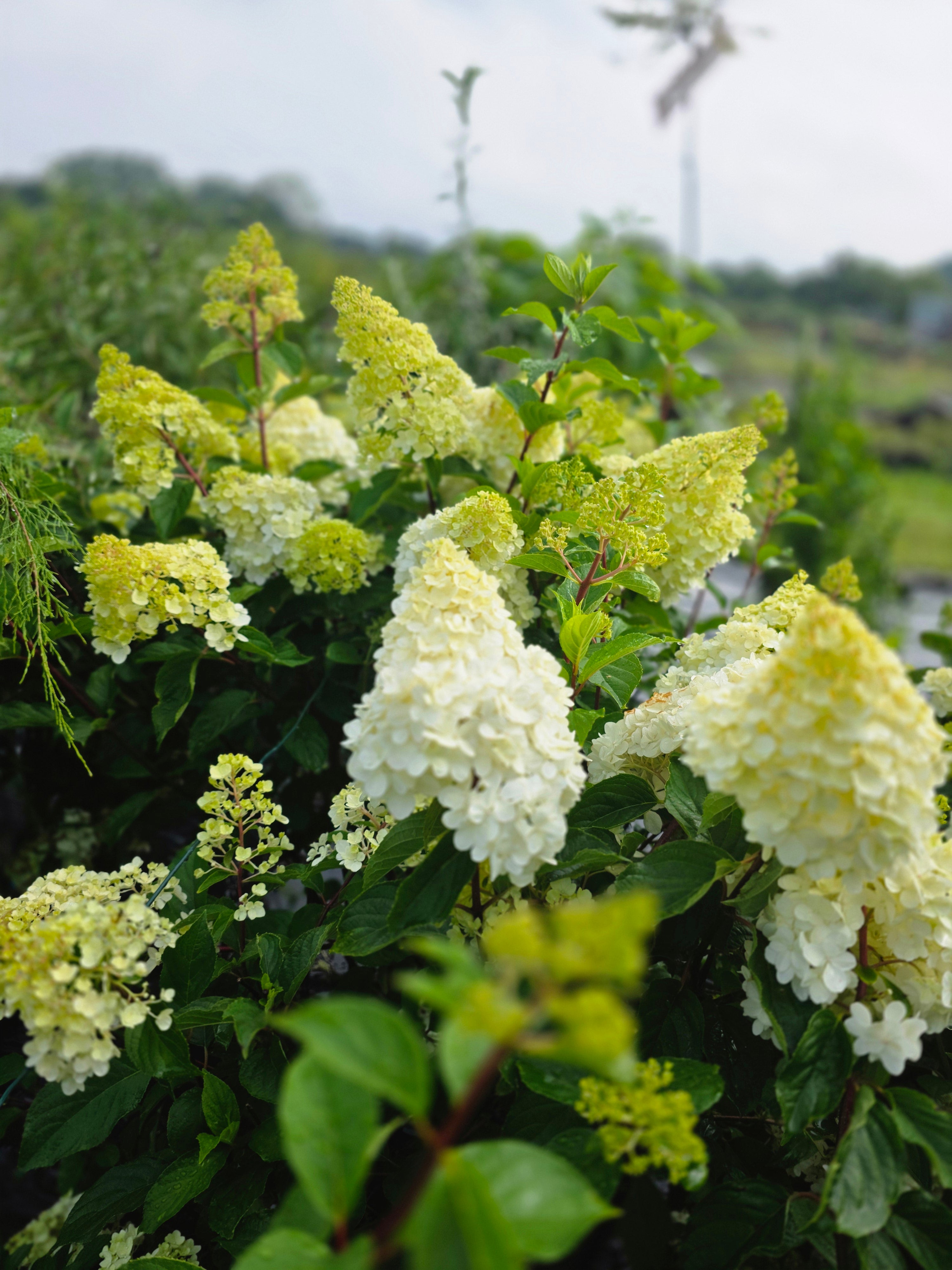Strauchhortensie 'Grandiflora' - Hydrangea arborescens 'Grandiflora'