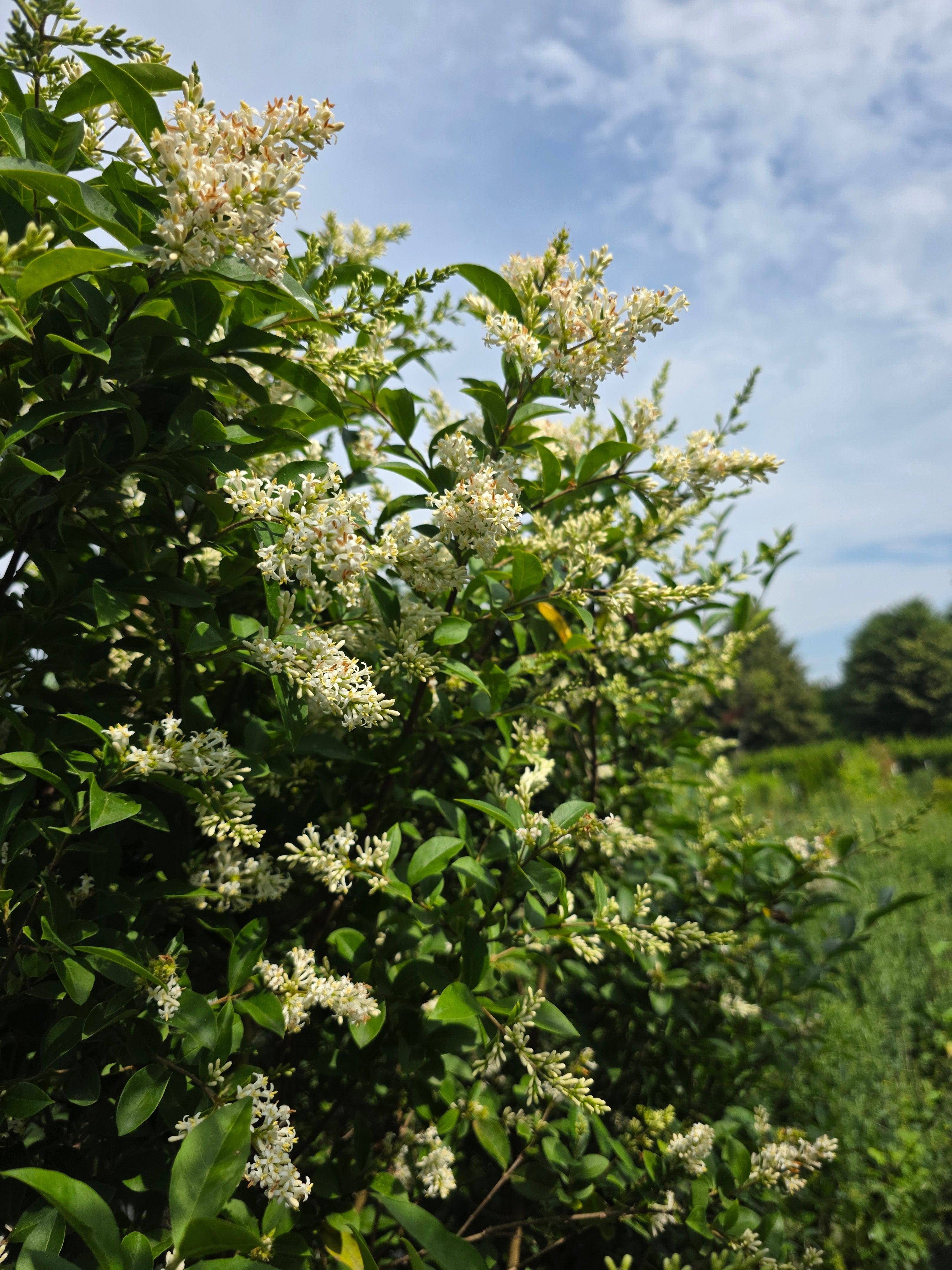 Wintergrüner Liguster 'Atrovirens' - Ligustrum vulgare 'Atrovirens'