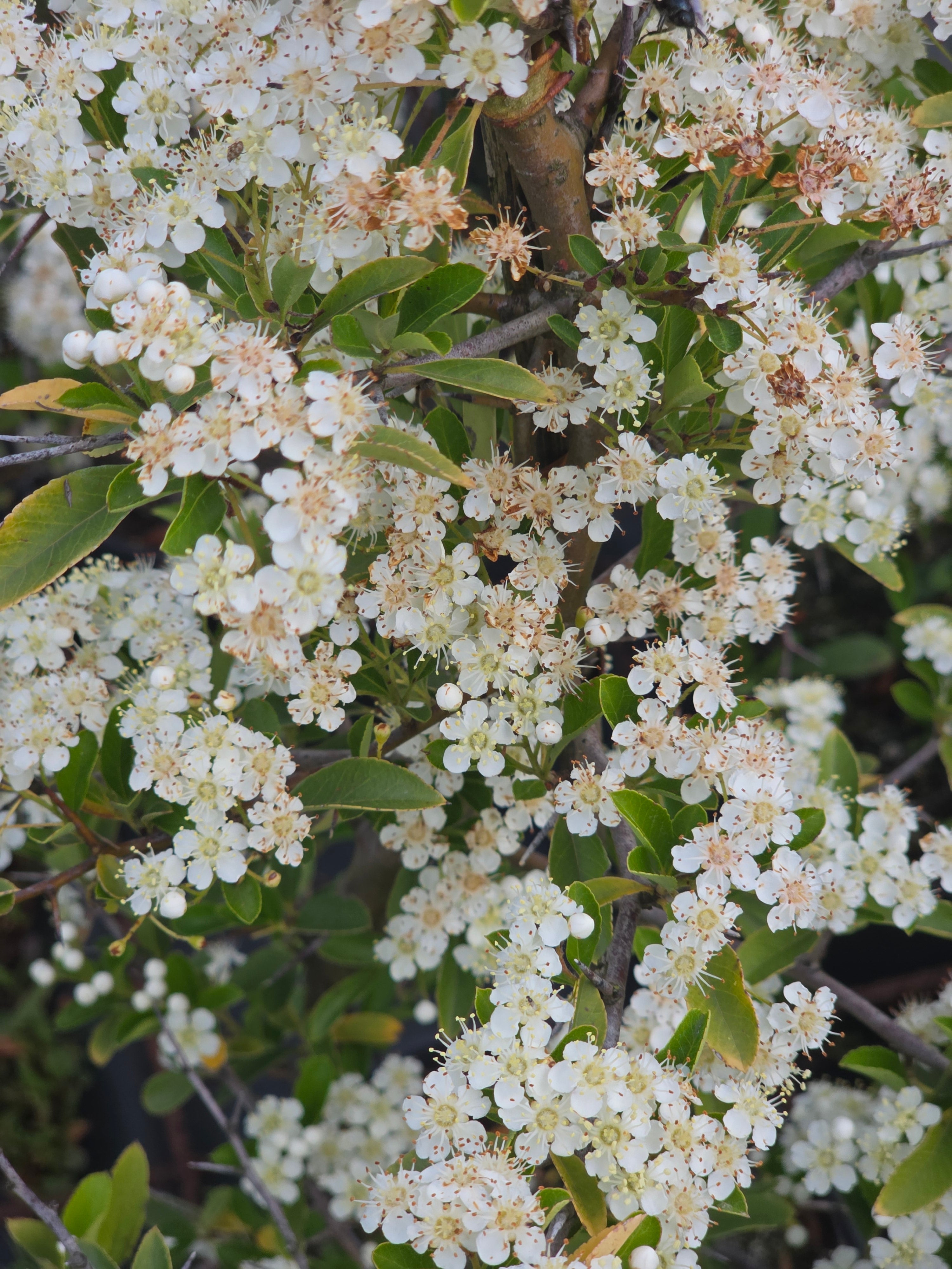 Feuerdorn 'Orange Charmer' - Pyracantha 'Orange Charmer'
