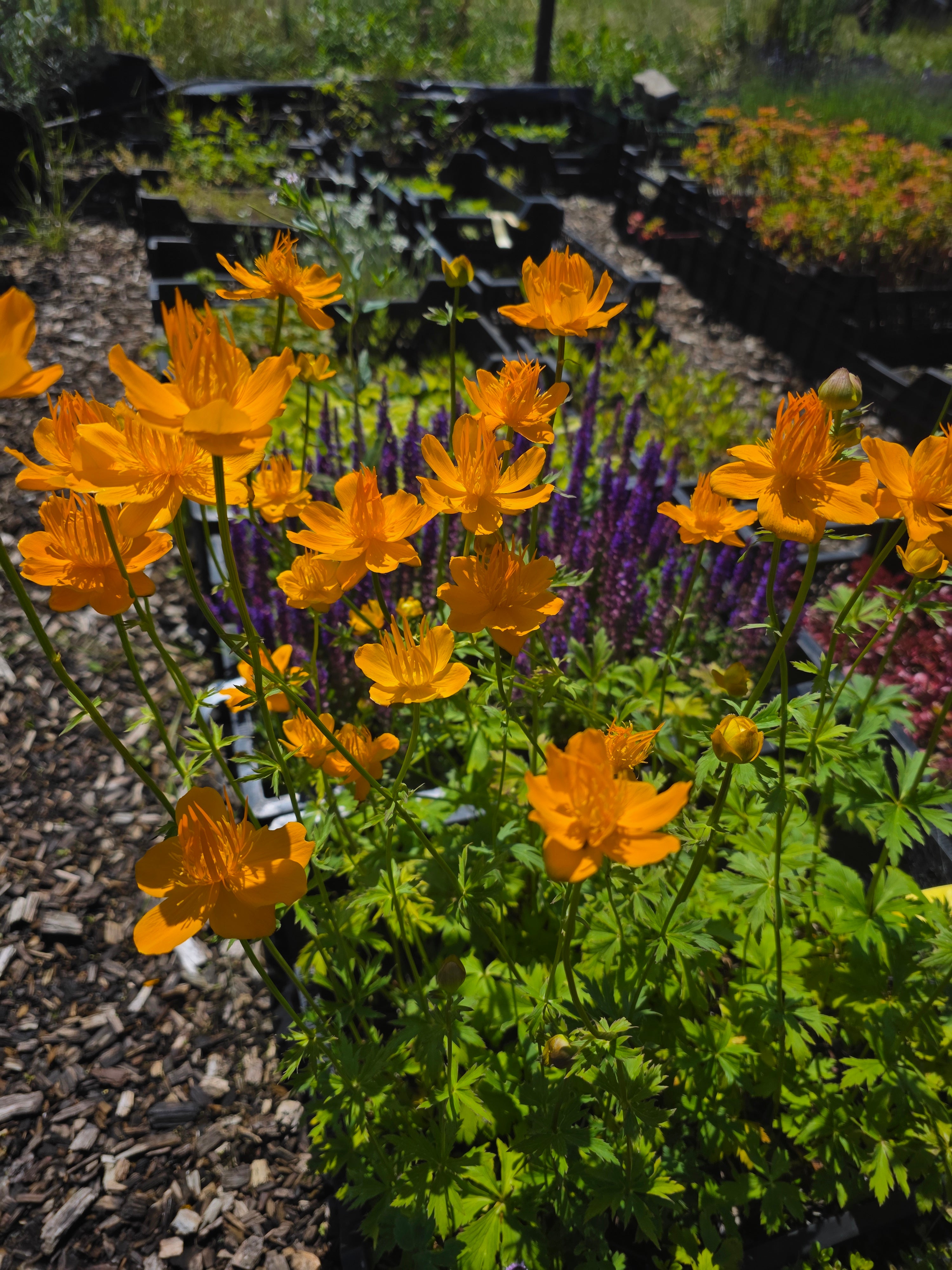 Garten-Trollblume - Trollius chinensis 'Golden Queen'